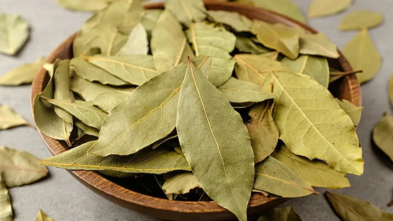 Kantele laakerinlehtiä repussa tai laukussa: miksi niitä tarvitaan ja miksi se on suositeltavaa.