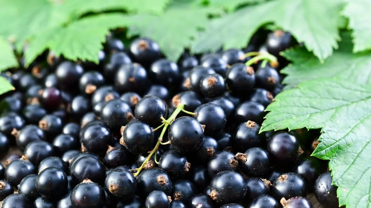 Tämä hieman karvas hedelmä valitaan vuoden 2026 makuksi. Maassa sitä aliarvioidaan, vaikka sitä tuotetaan suuria määriä.