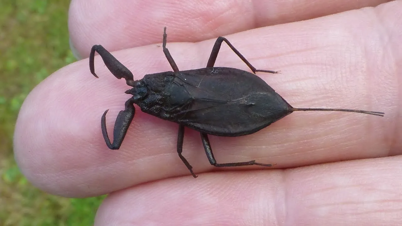 ”Hyönteisten invaasio”: Mitä hyönteisiä ovat nämä, jotka ovat vallanneet tämän maan parvekkeet, ja milloin ne katoavat?