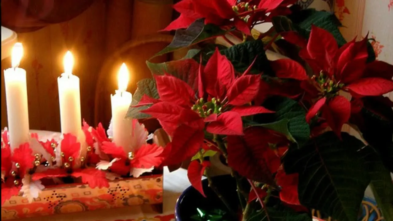 Kuinka hoitaa joulutähti, jotta se pysyy täydellisenä koko joulun ajan: ”Omenat, banaanit ja tomaatit nopeuttavat lehtien putoamista”