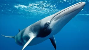 Merihevosen tunnepitoinen paluu merelle: miksi se on toivon säde uhanalaisen lajin edessä.