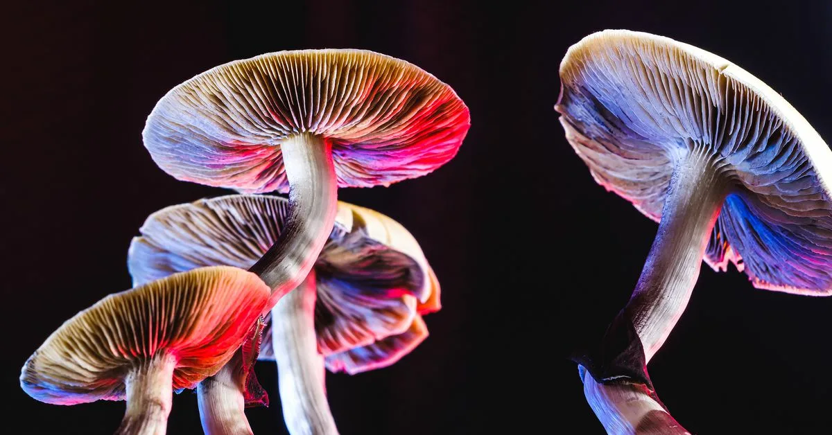 Tšernobylissä on löydetty elämä, joka on mutatoitunut selviytyäkseen säteilyn vaikutuksesta