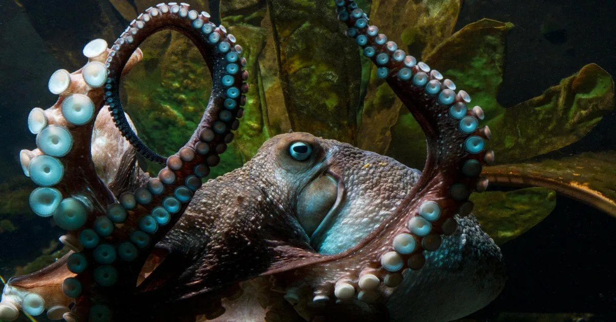 Mustekalat eivät liiku lonkeroillaan sattumanvaraisesti: jokaisella yksilöllä on ”suosikki” lonkero, jota se tutkii, työntää tai pitää kiinni.