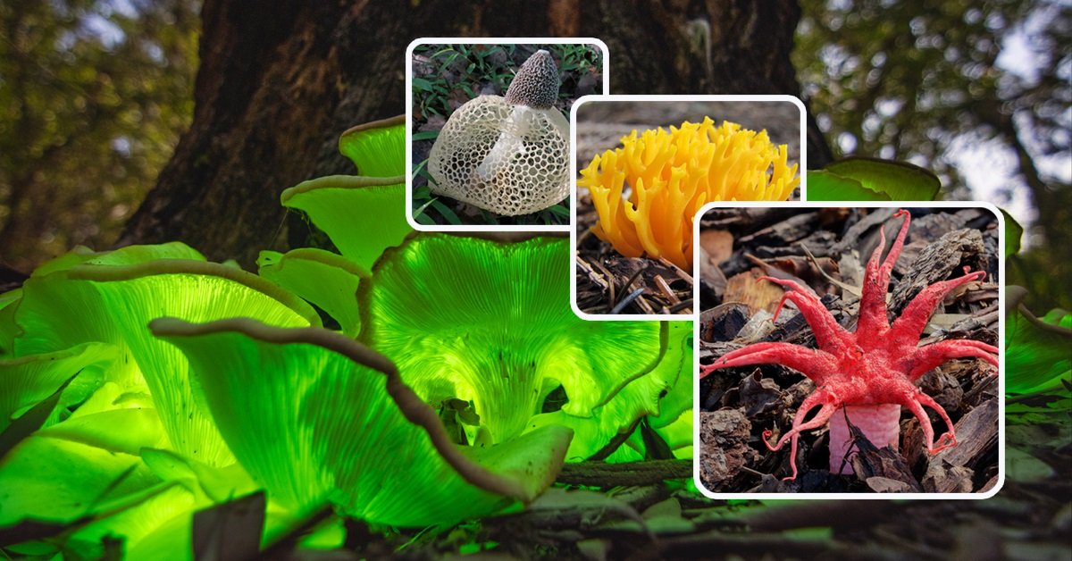 Tšernobylissä on löydetty elämä, joka on mutatoitunut selviytyäkseen säteilyn vaikutuksesta