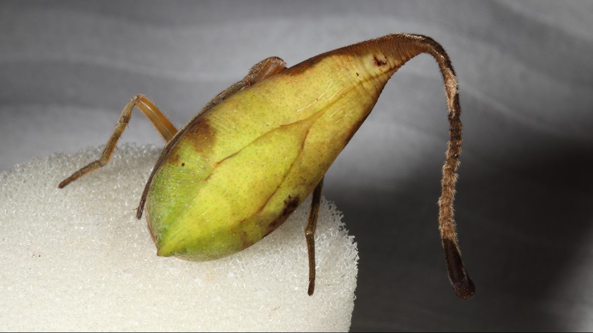 Se, mitä pidätte ”kuolleena lehtenä”, on itse asiassa pelottava saalistaja.