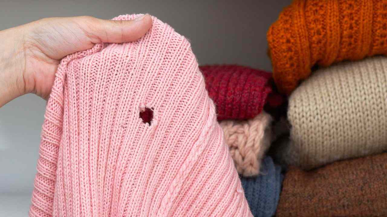 Vaatteiden hoito: unohda naftaliinipallot – käytä näitä kahta luonnollista keinoa, jotka karkottavat matoja.