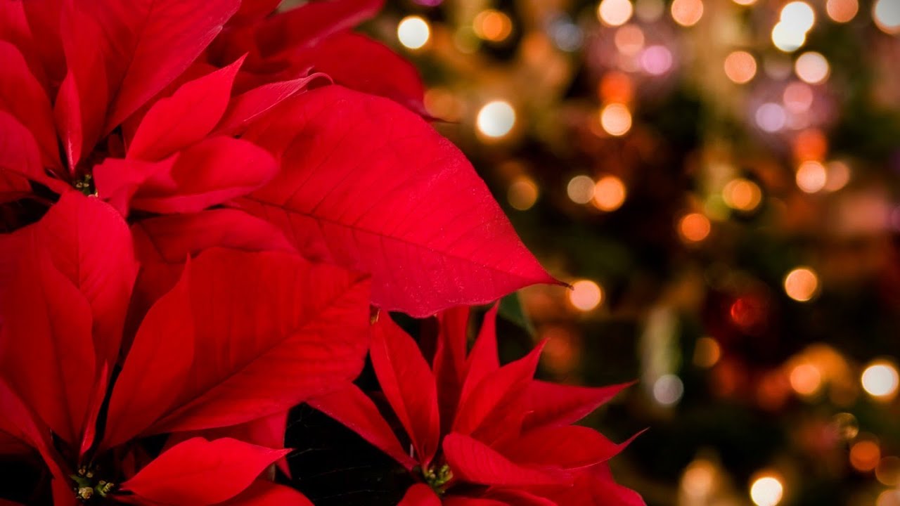 Kuinka hoitaa joulutähti, jotta se pysyy täydellisenä koko joulun ajan: ”Omenat, banaanit ja tomaatit nopeuttavat lehtien putoamista”