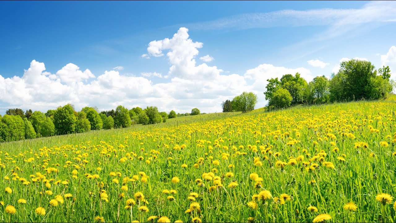 Yrtti, joka puhdistaa maksan ja poistaa turvotusta luonnollisesti.
