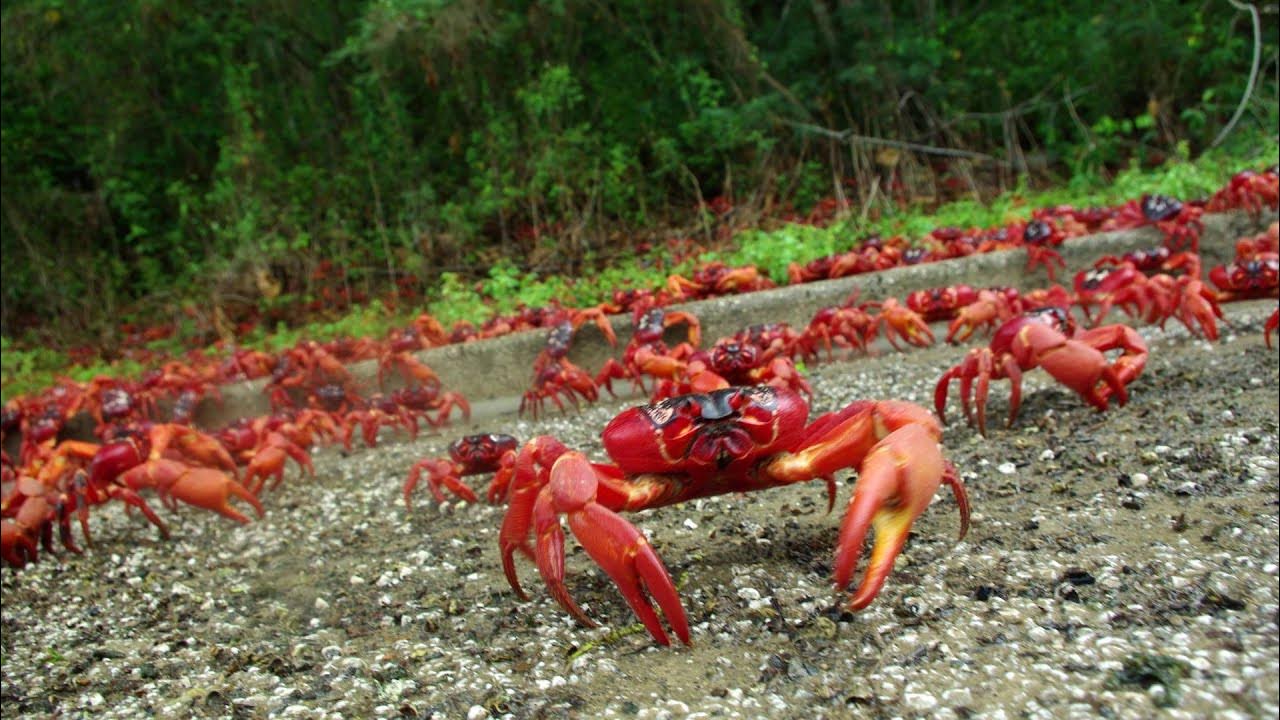 Maailman suurin rapujen muuttoliike mobilisoi tiesulkuja, vapaaehtoisia ja kuun seurantaa.