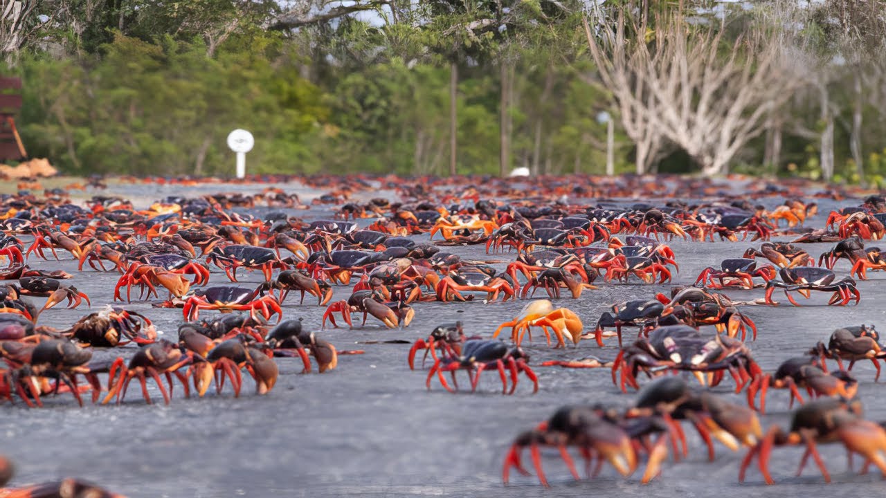 Maailman suurin rapujen muuttoliike mobilisoi tiesulkuja, vapaaehtoisia ja kuun seurantaa.