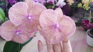 Nasariana-orkidea on äskettäin löydetty laji, jonka kuolema ennustetaan jo nyt, kuten Gabon romaanissa.