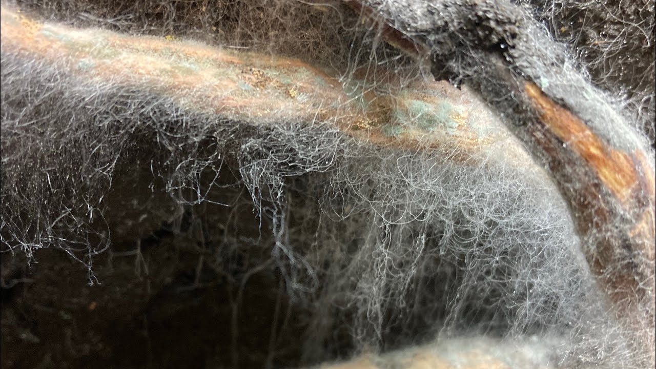 Maaperä on homeen tai kärpästen peitossa: syyt ja ratkaisut.