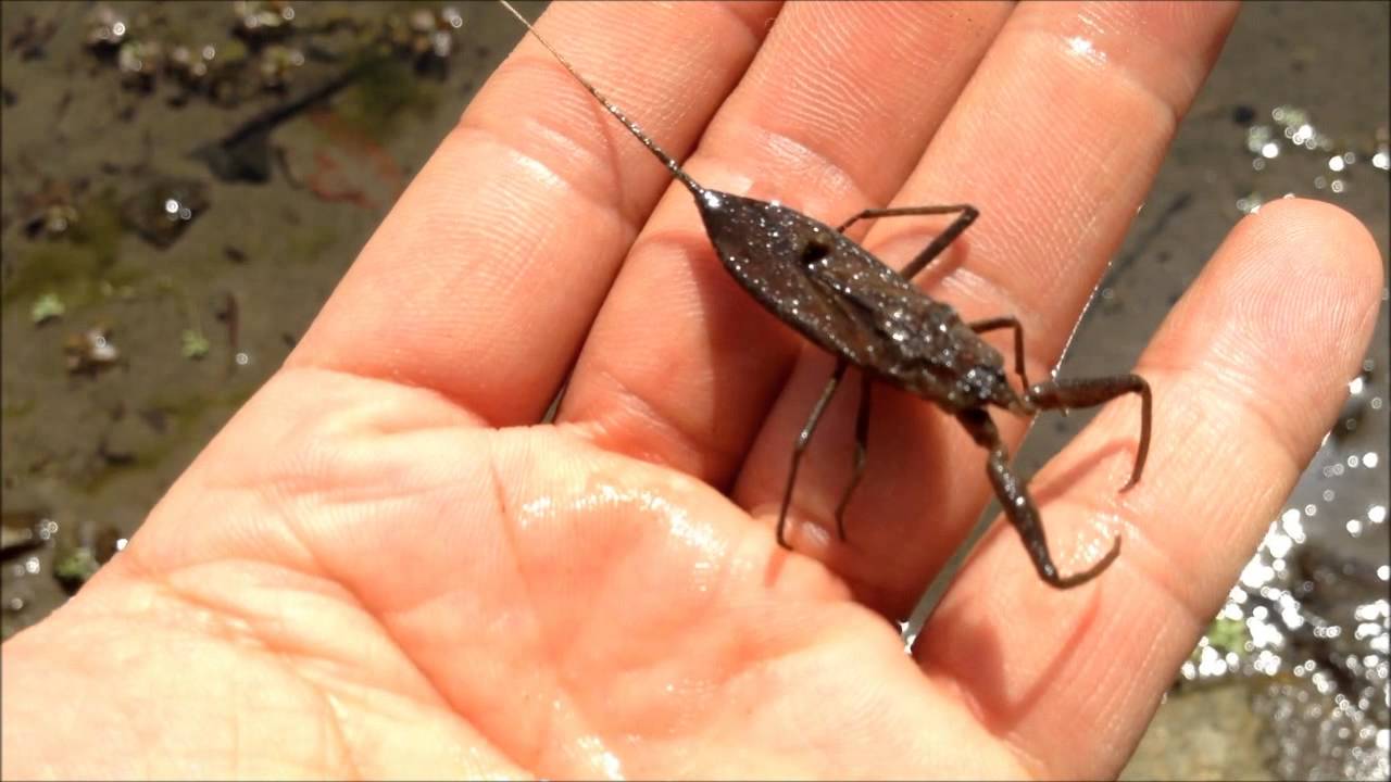 ”Hyönteisten invaasio”: Mitä hyönteisiä ovat nämä, jotka ovat vallanneet tämän maan parvekkeet, ja milloin ne katoavat?