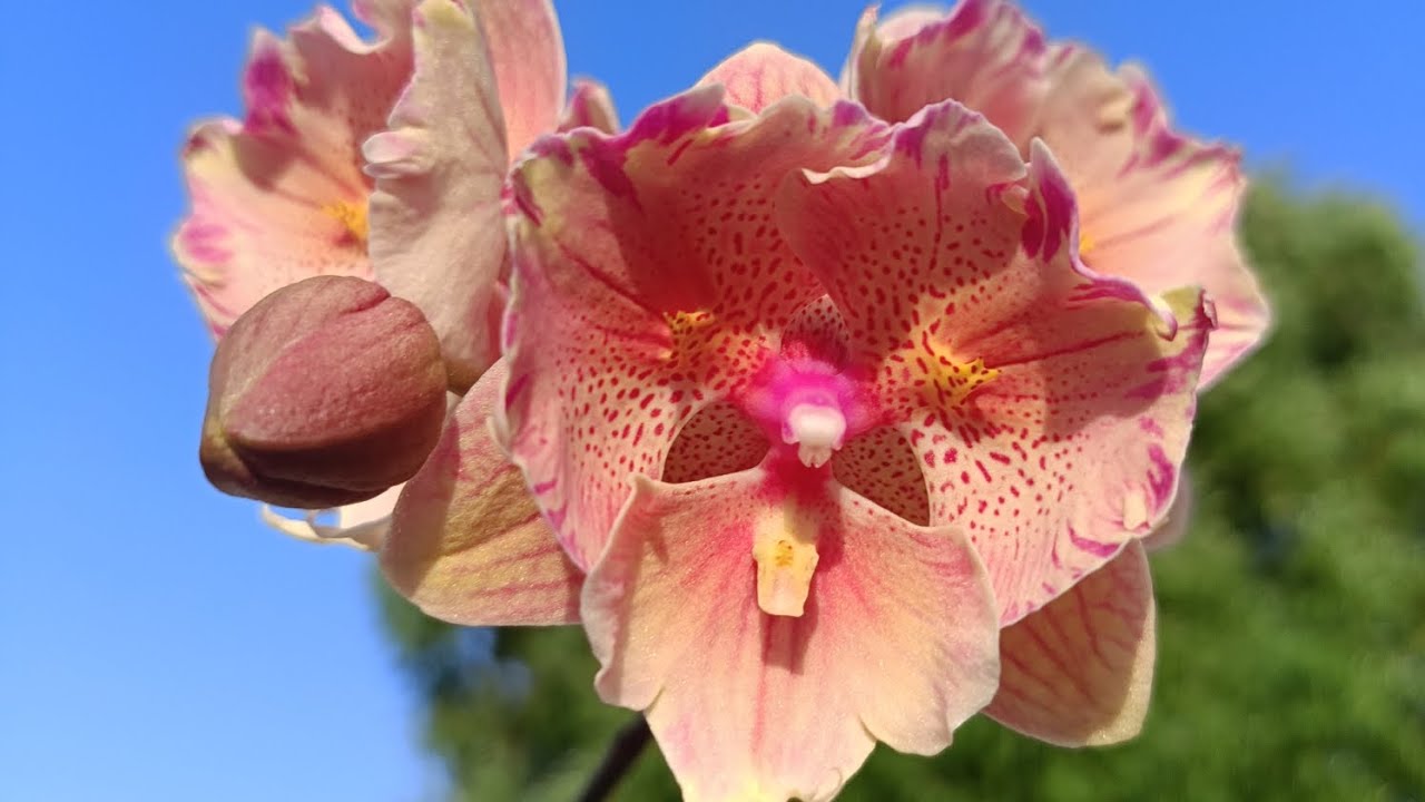 Nasariana-orkidea on äskettäin löydetty laji, jonka kuolema ennustetaan jo nyt, kuten Gabon romaanissa.