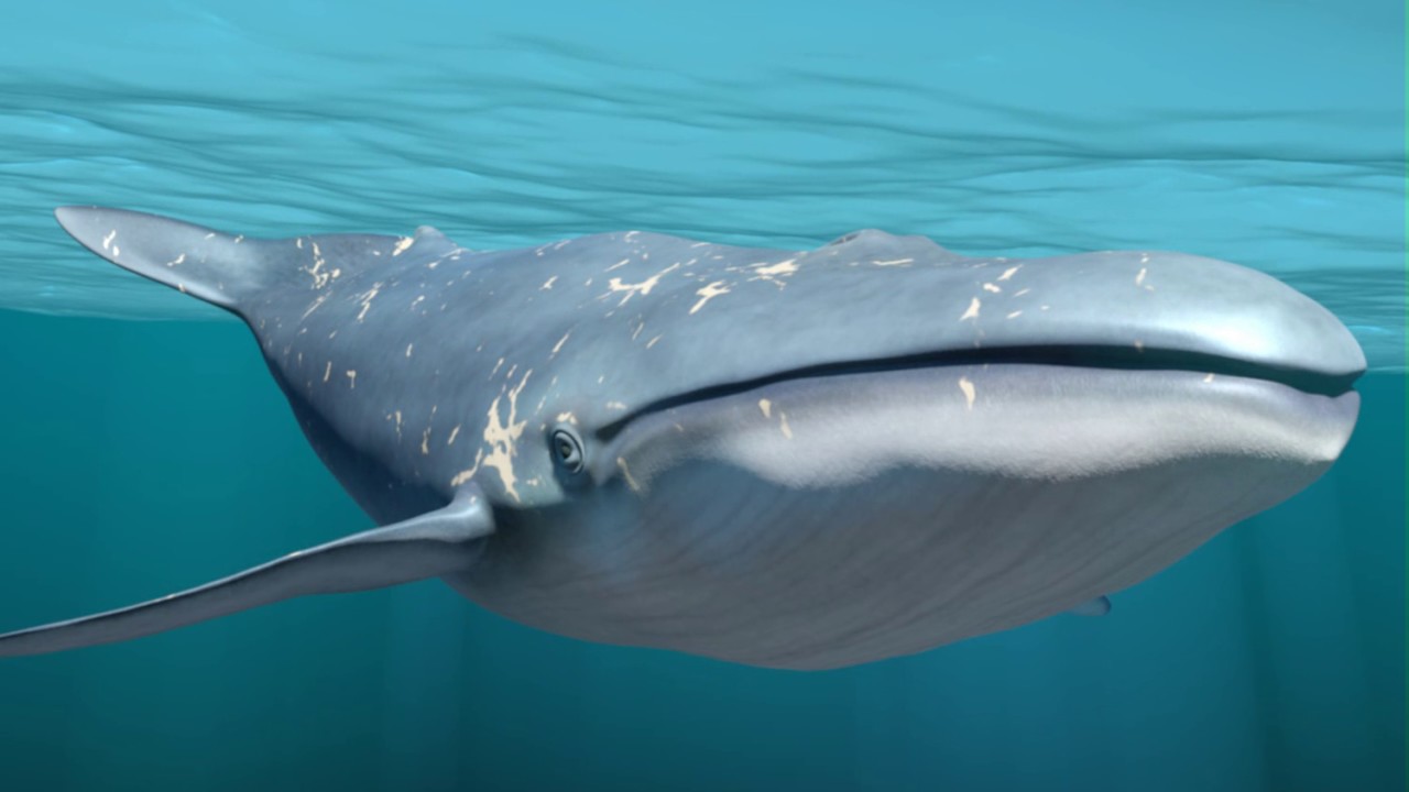 Merihevosen tunnepitoinen paluu merelle: miksi se on toivon säde uhanalaisen lajin edessä.