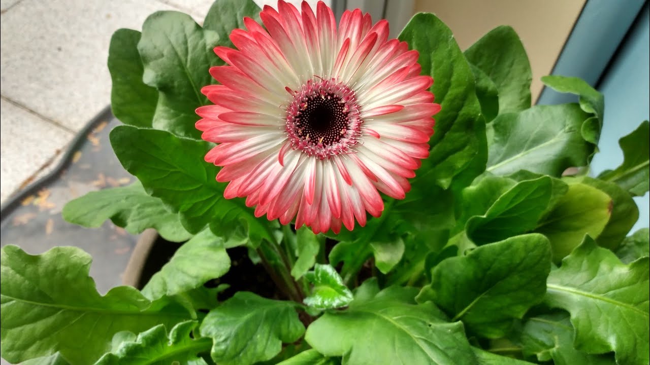 Kasvi, joka kukkii 365 päivää vuodessa ja jota voi kasvattaa ruukussa.