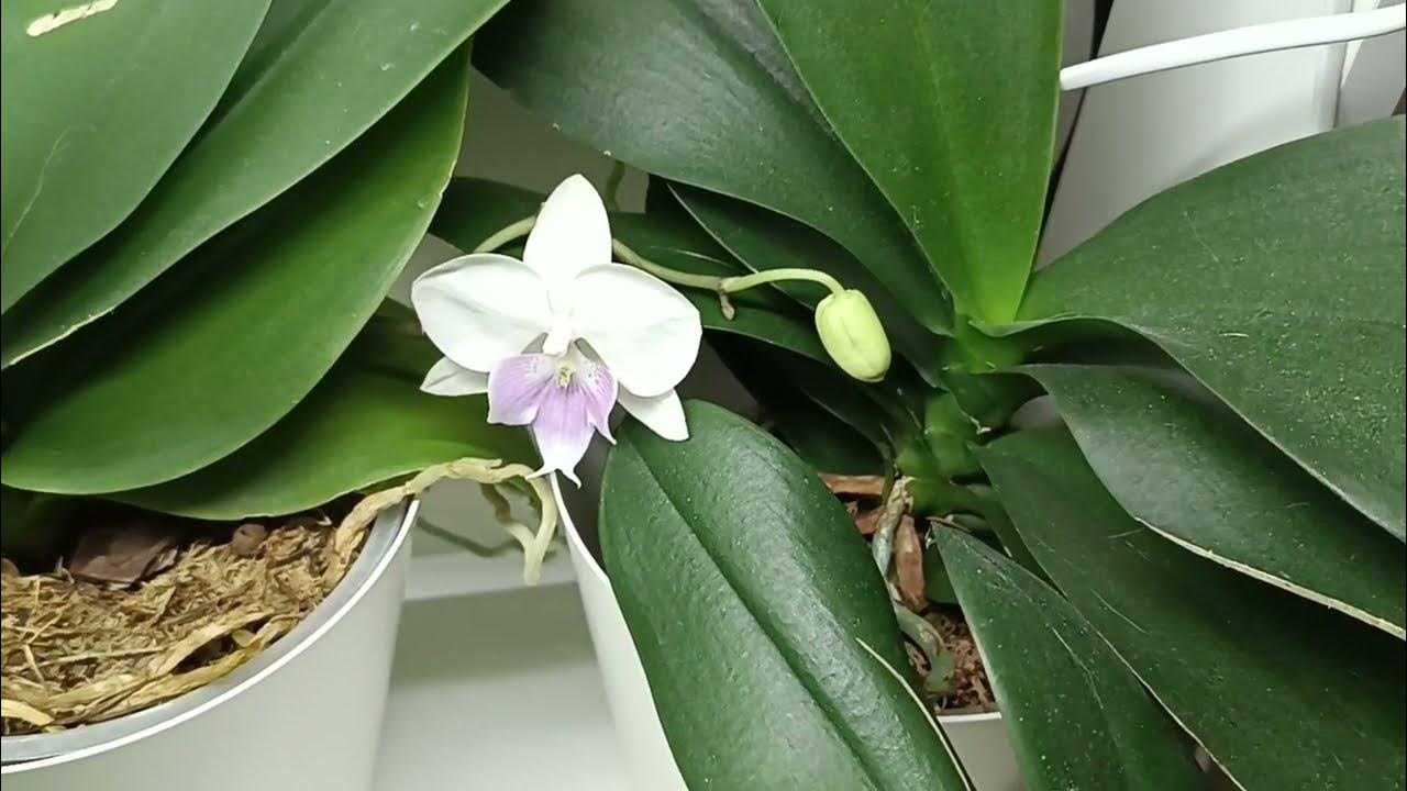 Nasariana-orkidea on äskettäin löydetty laji, jonka kuolema ennustetaan jo nyt, kuten Gabon romaanissa.