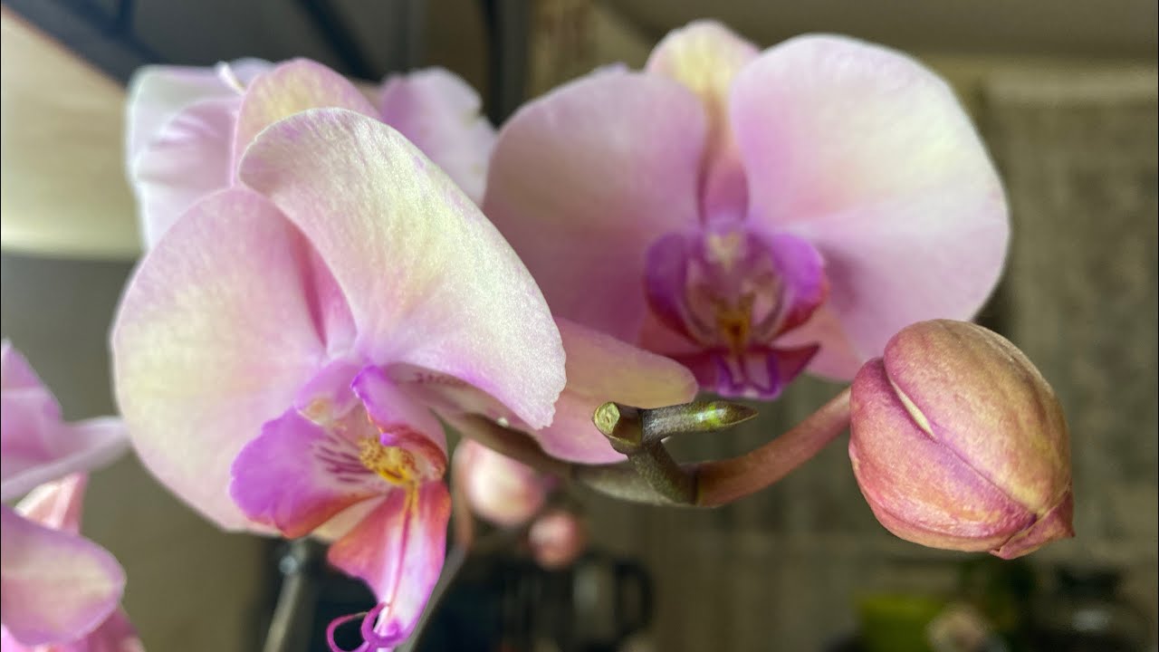 Nasariana-orkidea on äskettäin löydetty laji, jonka kuolema ennustetaan jo nyt, kuten Gabon romaanissa.