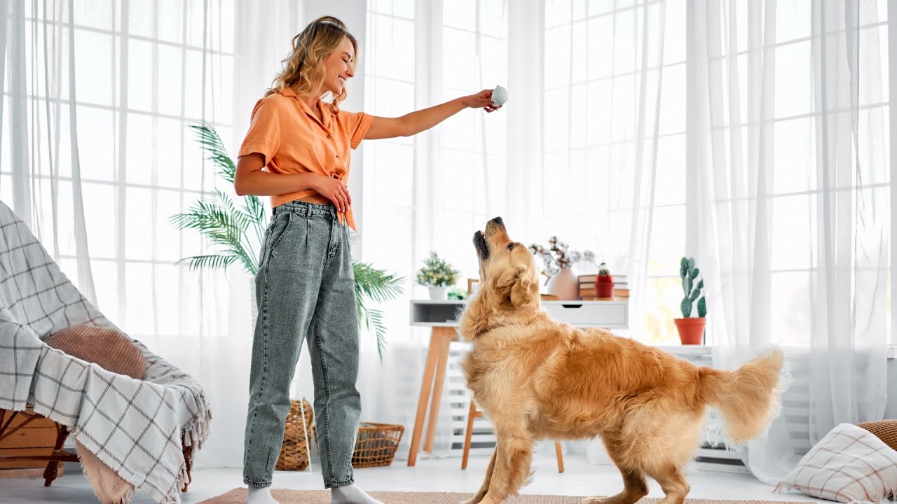 Kuinka päästä eroon koiran hajusta kotona: vinkkejä ja suosituksia