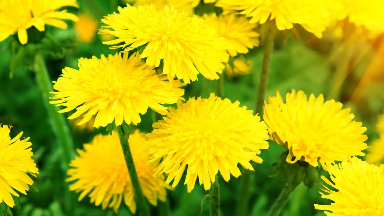 Yrtti, joka puhdistaa maksan ja poistaa turvotusta luonnollisesti.