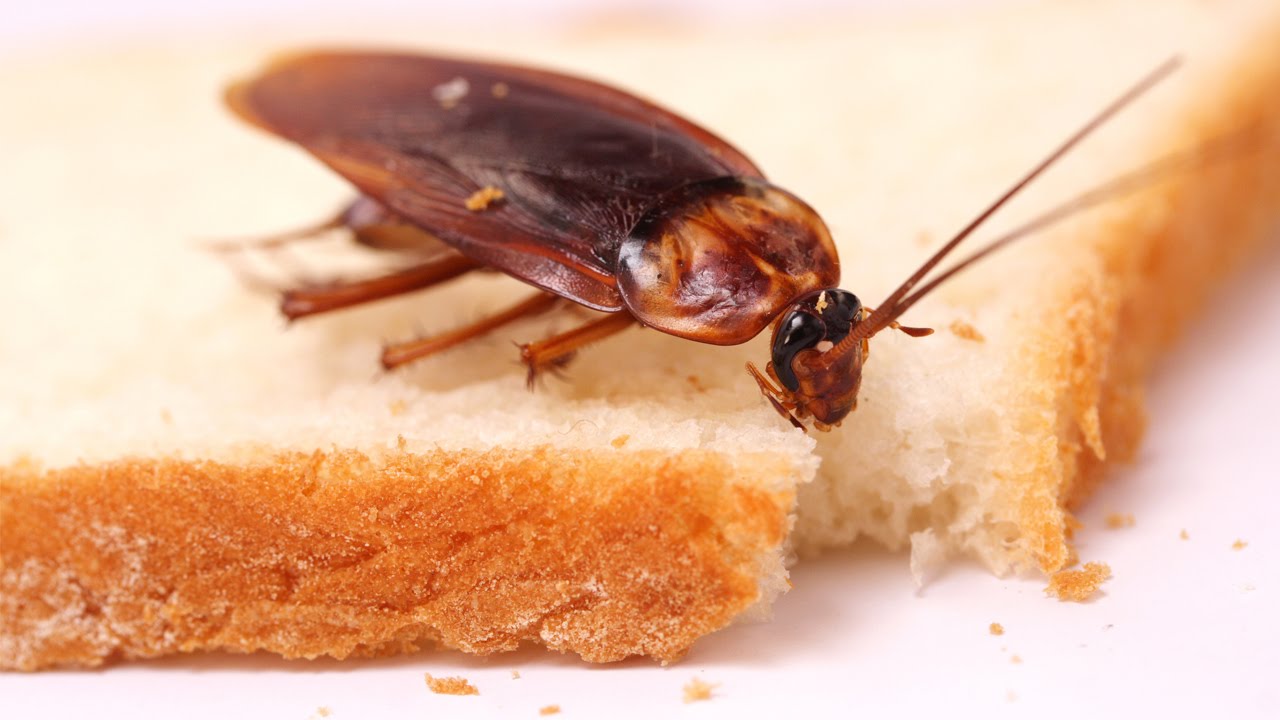 Kuinka pyydystää torakoita keittiössä pienellä määrällä vaseliinia: tehokas kotitekoinen ansa