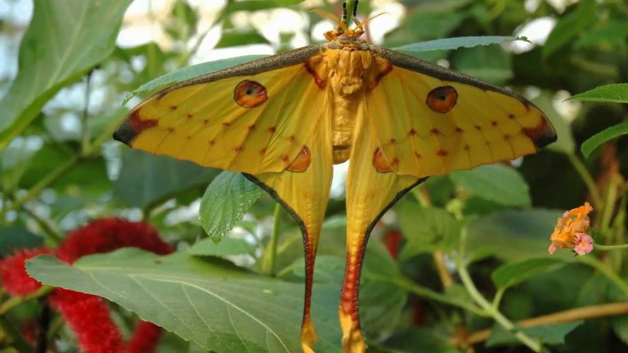 Museosta löydettiin yhdeksän aiemmin tuntematonta eteläamerikkalaista perhoslajia.