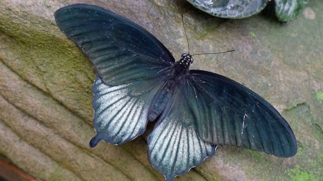 Museosta löydettiin yhdeksän aiemmin tuntematonta eteläamerikkalaista perhoslajia.