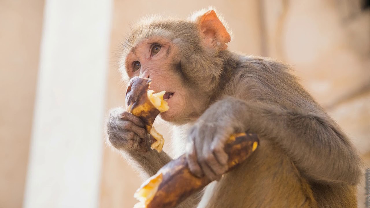 Maailman apinoiden päivä: 6 mielenkiintoista faktaa näistä eläimistä ja miksi ne ovat avainasemassa ekosysteemeissä.
