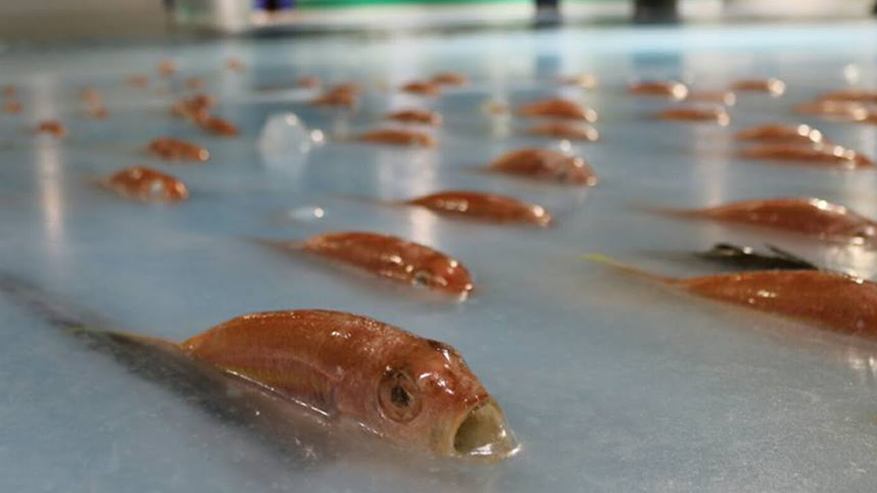 Antarktiksen aluksen etsinnässä ollut tutkimusretkikunta löysi satoja kalojen pesäpaikkoja jäävuoren alta