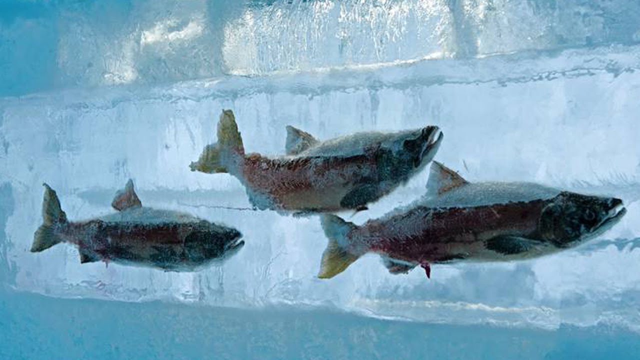 Antarktiksen aluksen etsinnässä ollut tutkimusretkikunta löysi satoja kalojen pesäpaikkoja jäävuoren alta