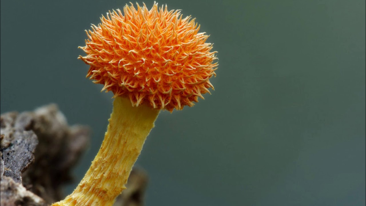 Tšernobylin sieni näyttää kehittäneen uskomattoman kyvyn