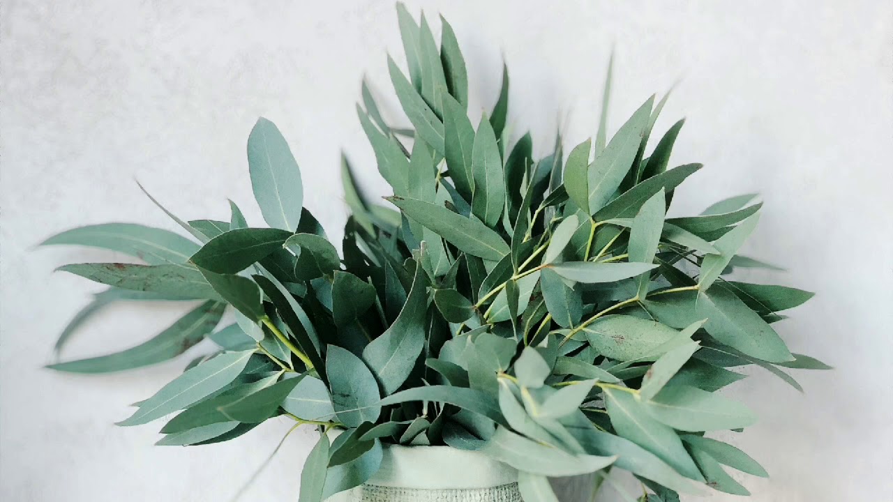 Trendikkää | Sitruunankuoren, eukalyptuksen ja etikan keittäminen: miksi se on hyödyllistä ja miksi sitä suositellaan