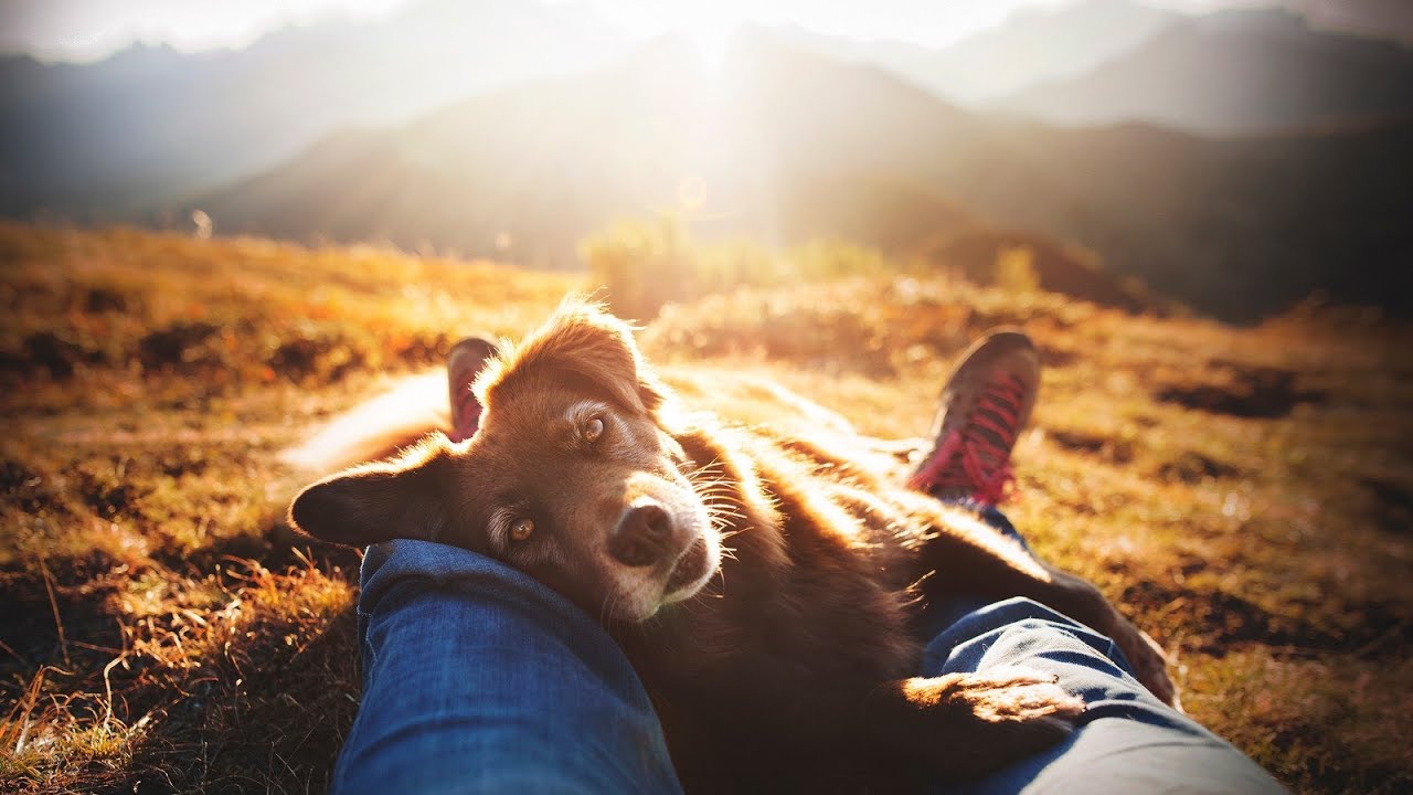 Uusi tutkimus: tutkijat ovat löytäneet yllättävän yhteyden tietyn koirarodun ja ihmisten välillä