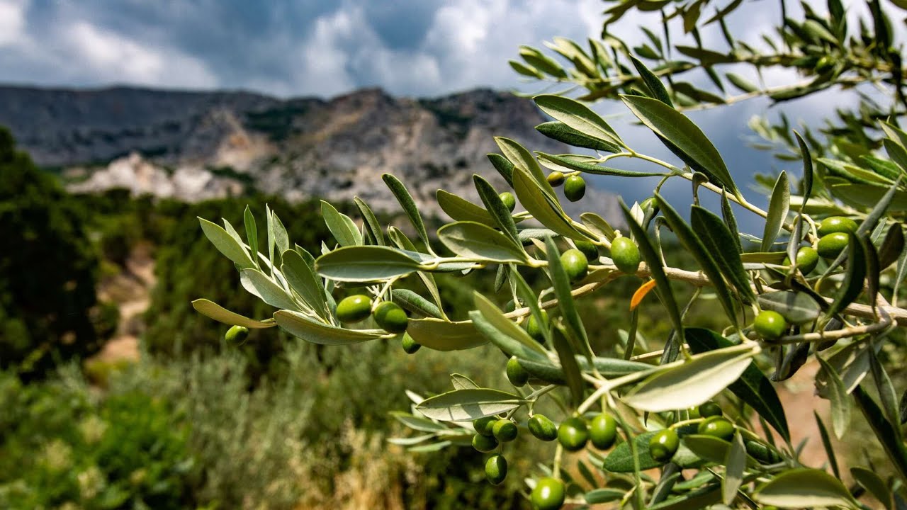 Maatalouden vallankumous: erittäin tiheät oliivilehdot tuottavat saman sadon käyttämällä puolet vähemmän lannoitteita