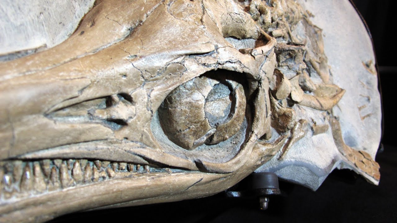 Tämä salaperäinen saalistaja, joka löydettiin Suomen rannikolta, jättää tutkijat sanattomiksi.