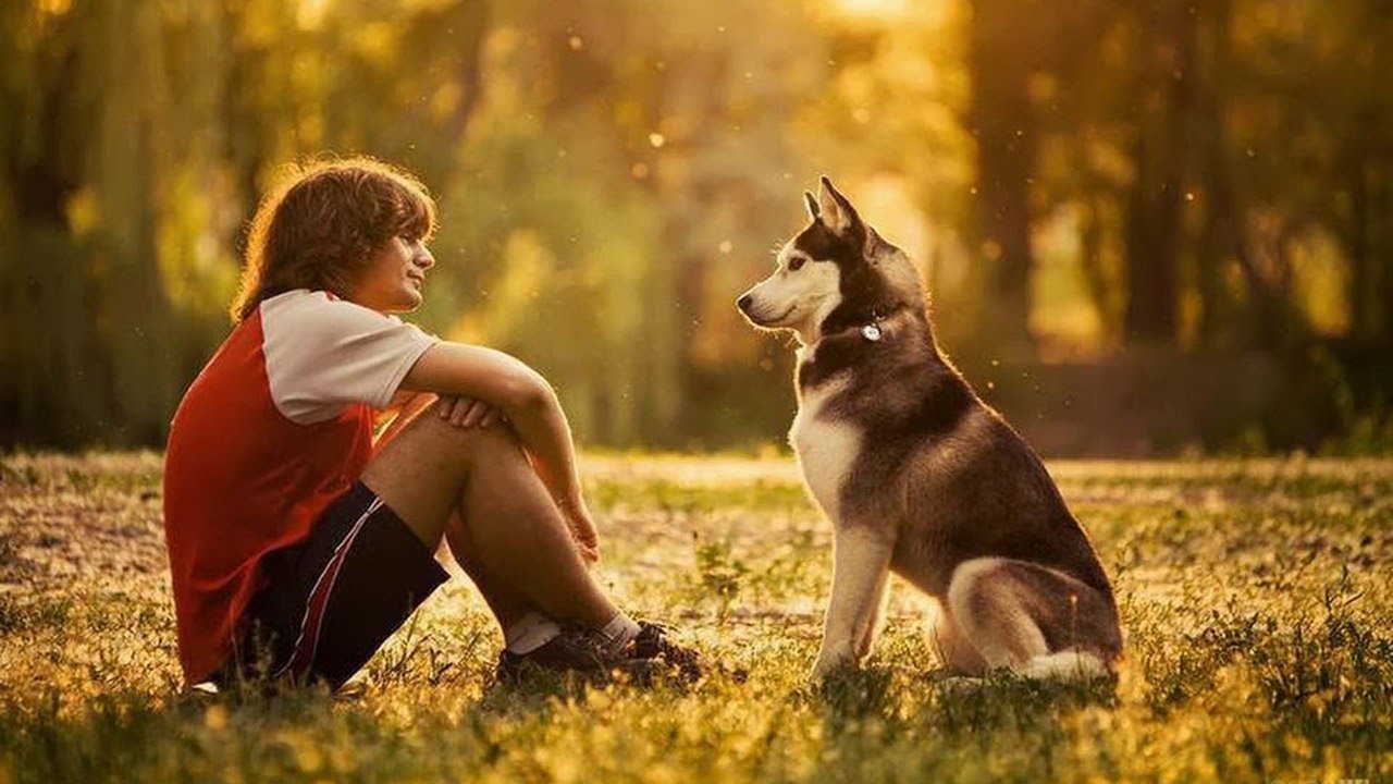 Uusi tutkimus: tutkijat ovat löytäneet yllättävän yhteyden tietyn koirarodun ja ihmisten välillä