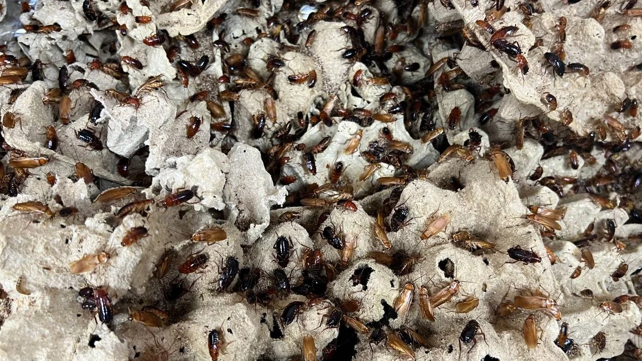 ”Hyönteisten invaasio”: Mitä hyönteisiä ovat nämä, jotka ovat vallanneet tämän maan parvekkeet, ja milloin ne katoavat?