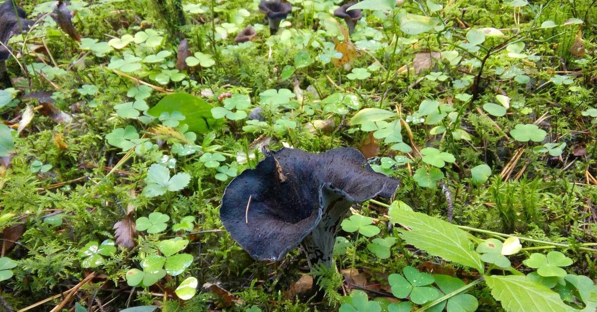Tšernobylin musta sieni, joka haastaa biologian lait