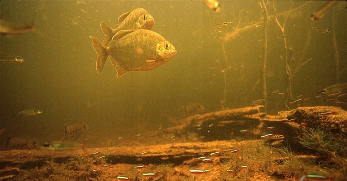 Järven pohjalta löydettiin yli 10 000 vuotta vanha japanilainen reliikki, joka voi muuttaa maan historian.