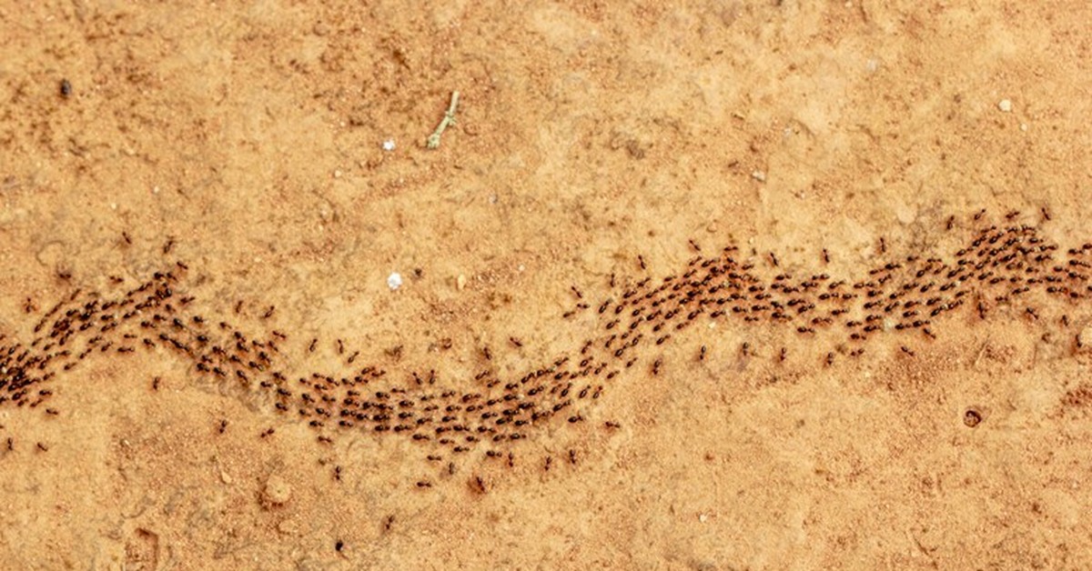 Muurahaiset ovat löytäneet älykkään tavan välttää epidemioita (eivätkä ne tarvitse siihen maskeja)