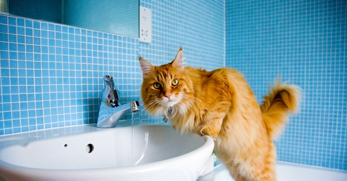 Kissat voivat voittaa pelkonsa vettä kohtaan ja hyötyä vesiterapiasta