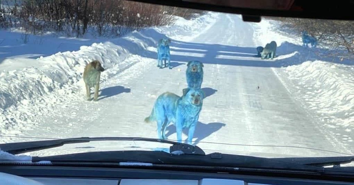 Tutkimus osoittaa, että Tšernobylin koirat kehittyvät nopeasti
