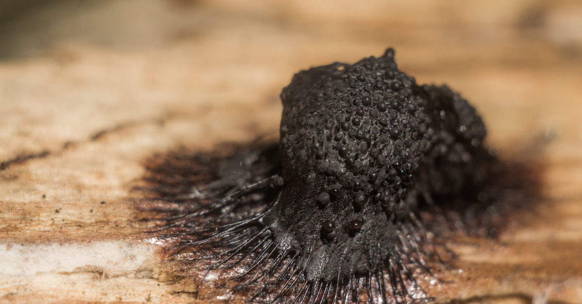 Tšernobylin musta sieni, joka haastaa biologian lait