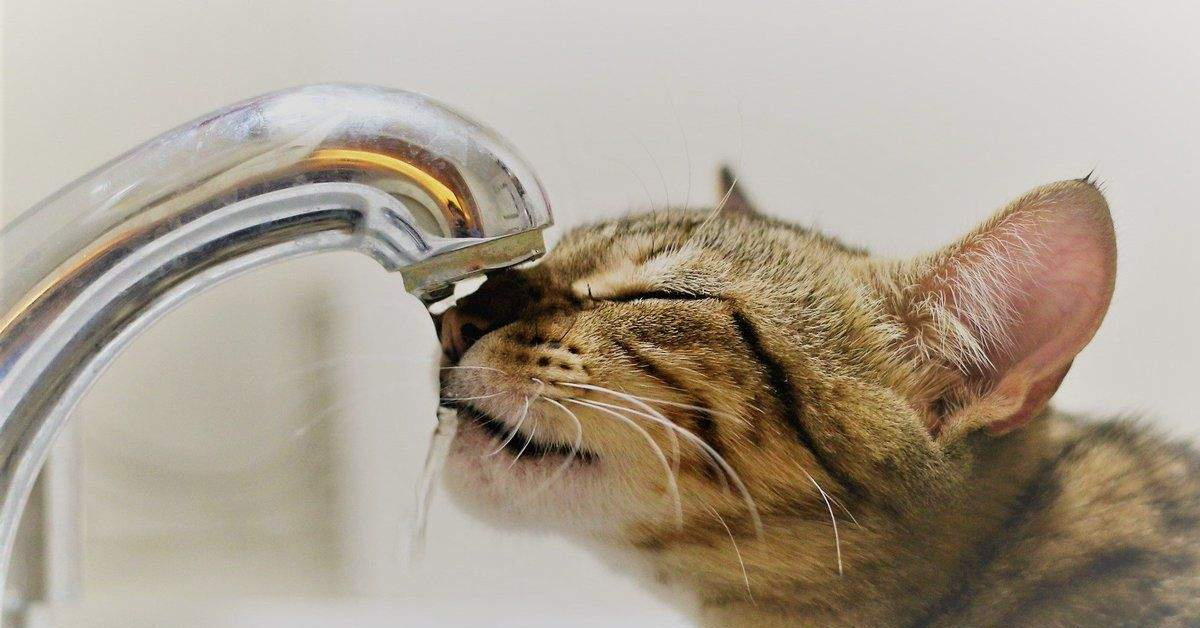 Kissat voivat voittaa pelkonsa vettä kohtaan ja hyötyä vesiterapiasta