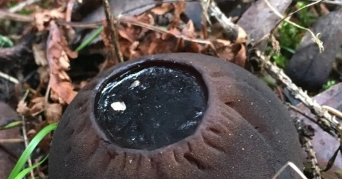 Tšernobylin musta sieni, joka haastaa biologian lait