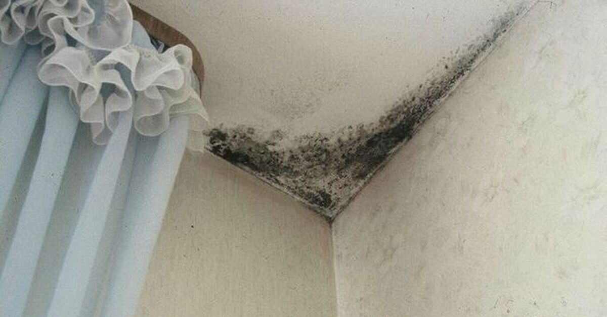 Näin voit tunnistaa homeen vaivaaman talon heti.