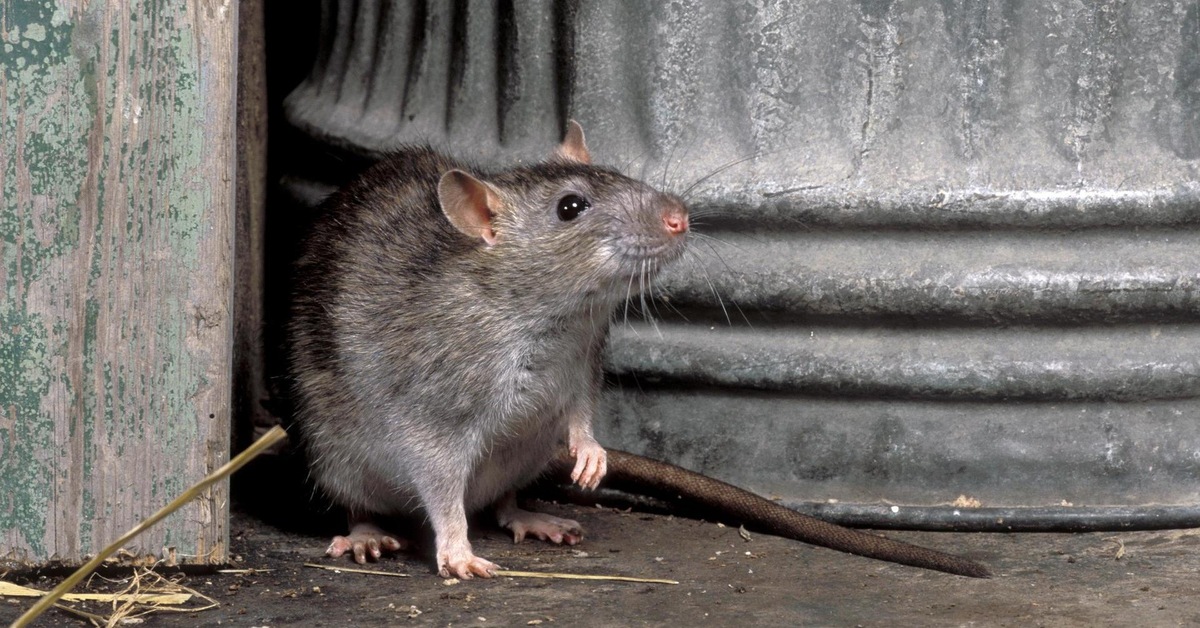 Rotat vastaan lepakot: odottamaton käänne...