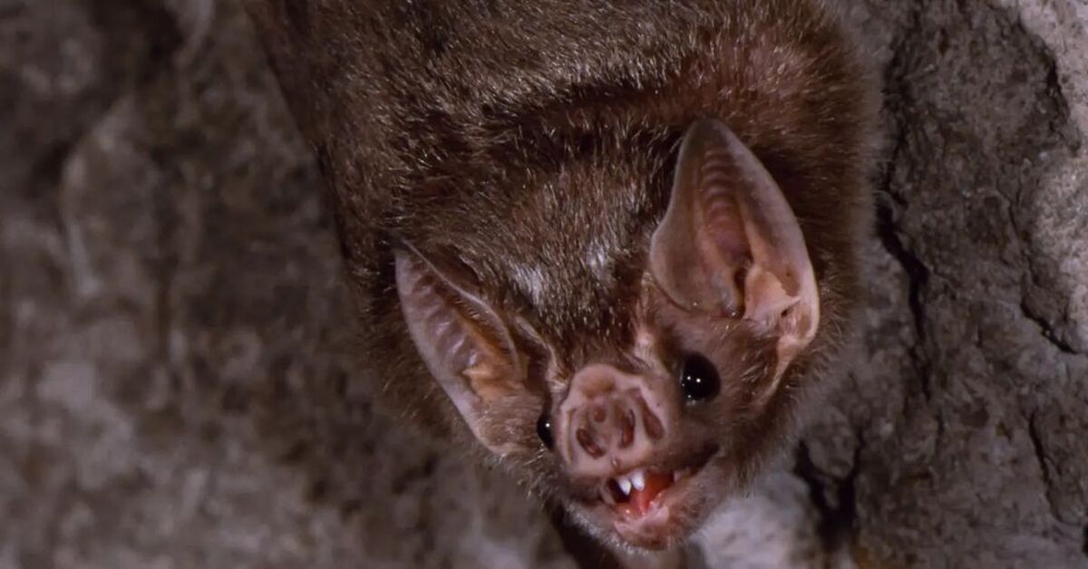 Rotat vastaan lepakot: odottamaton käänne...