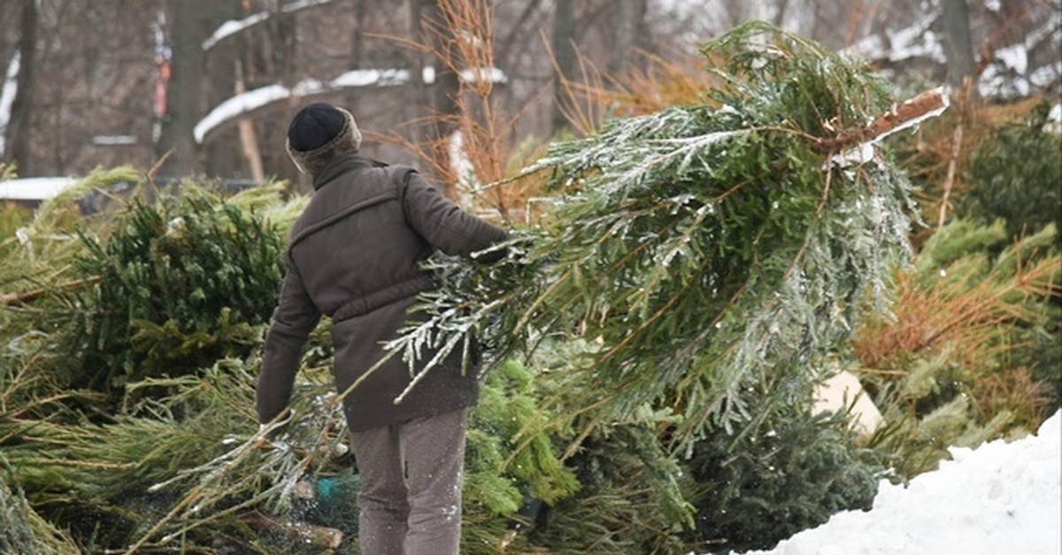 Voinko itse kaataa kuusia ja kerätä sammalta metsästä?