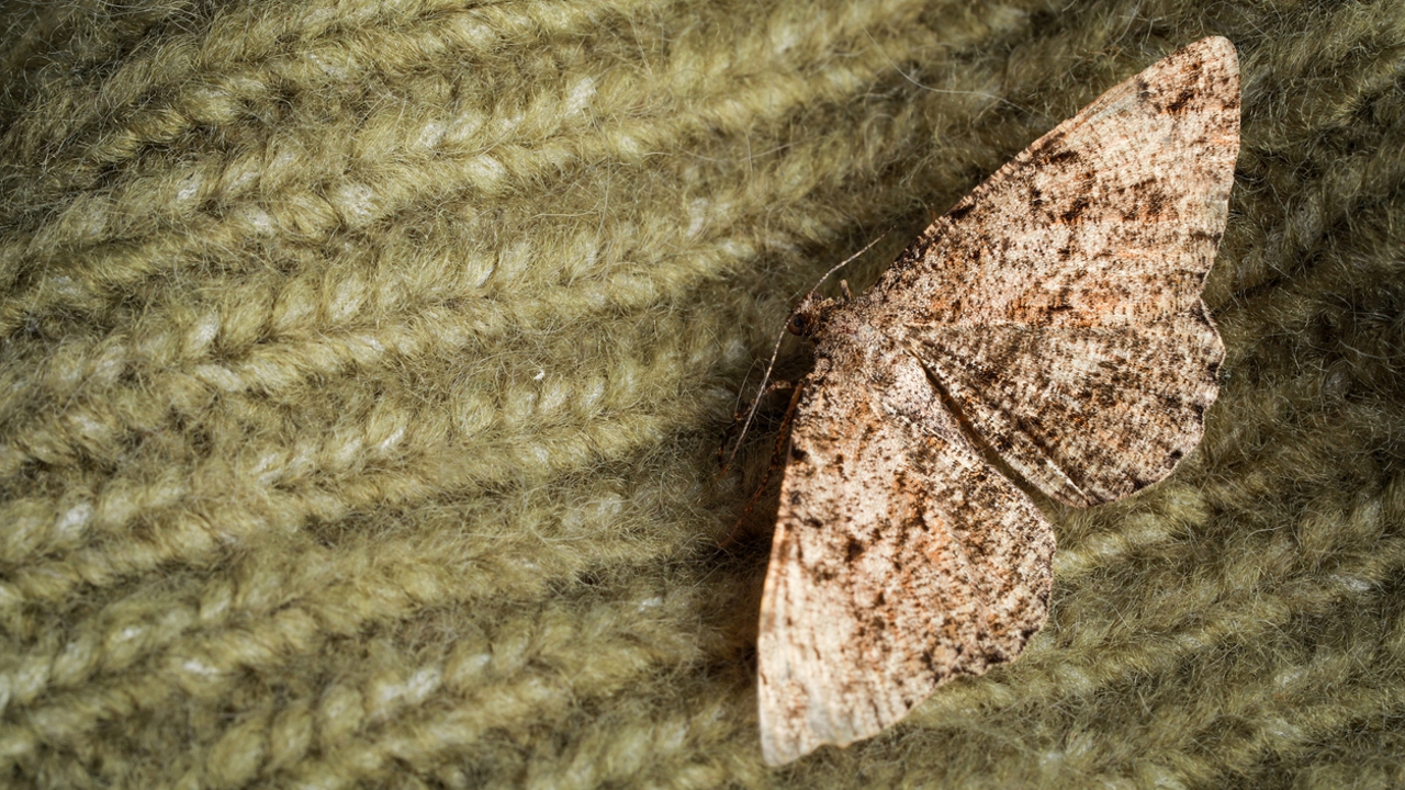 Vaatteiden hoito: unohda naftaliinipallot – käytä näitä kahta luonnollista keinoa, jotka karkottavat matoja.